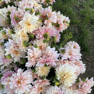Dahlia "Cafe Au Lait" 3 pack tubers