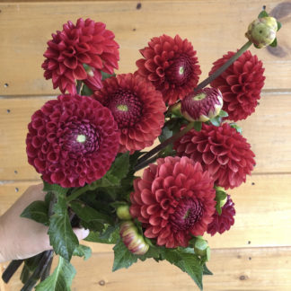Dahlia "Cornell" 3 pack tubers
