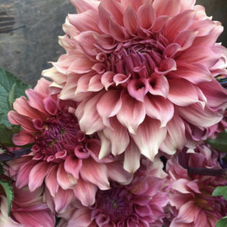 Dahlia "Sierra Glow" 25 tuber bulk