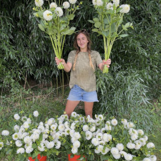 Dahlia "Blizzard" in 25 tuber BULK