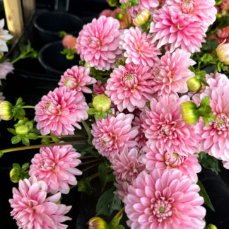 Dahlia "Strawberries and Cream" 100 tuber bulk