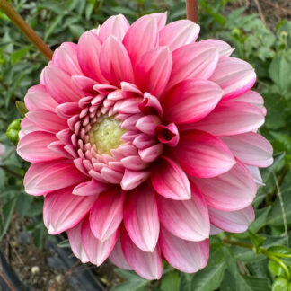 Dahlia "Strawberries n Cream" 25 tuber BULK