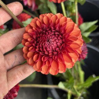 Dahlia "Brown Sugar" 3 pack tubers