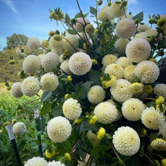 Dahlia "Small World" 3 pack tubers