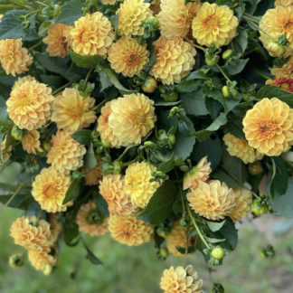 Dahlia "Golden Sceptor" -3 pack tubers