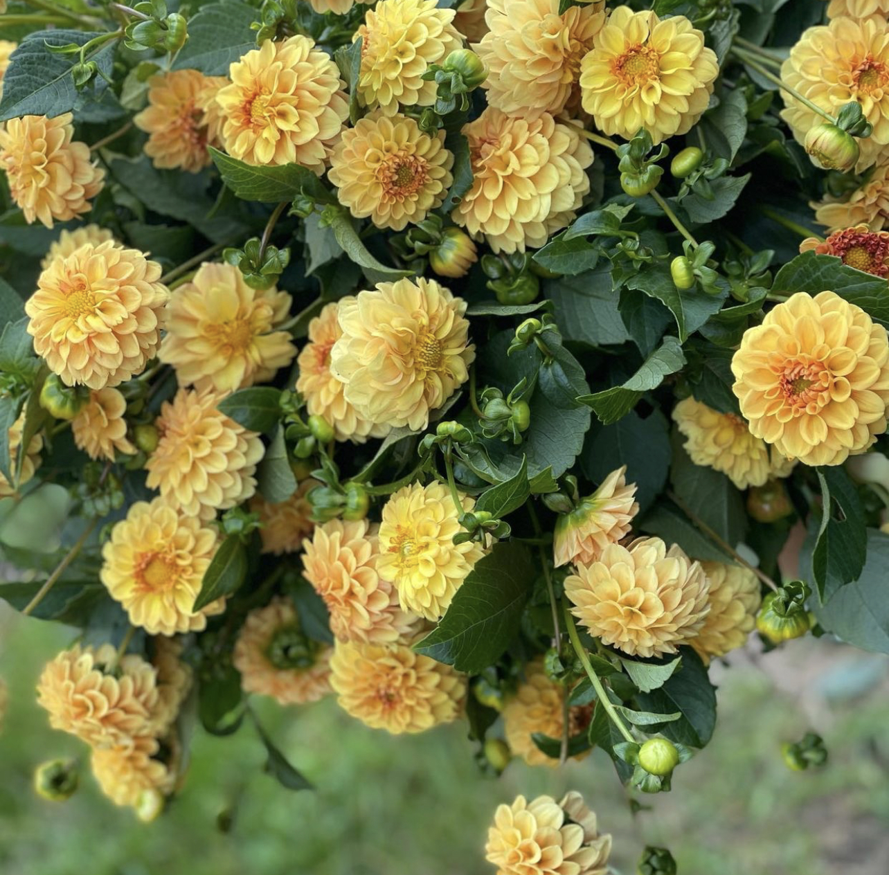 Dahlia "Golden Sceptor" -3 pack tubers