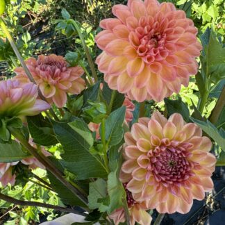 Dahlia "Larks Ebb" 3 pack tubers