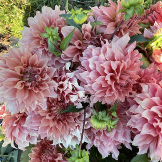 Dahlia "Sierra Glow" 100 tubers bulk