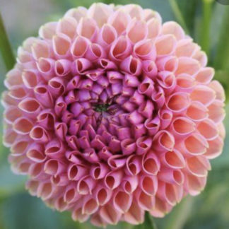 Dahlia "Snoho JoJo" 3 pack tubers