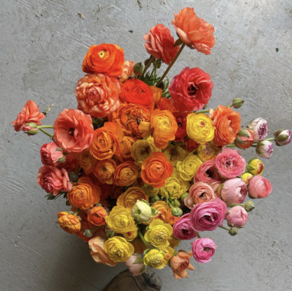 Power Flower Study Session: Growing Ranunculus 101