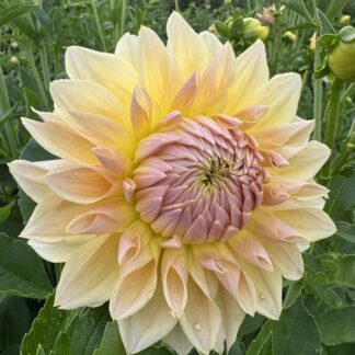 Dahlia "Westerton Lillian" 3 pack tubers