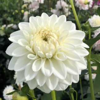 Dahlia "Blizzard" 100 tubers bulk