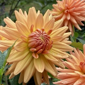 Dahlia tuber by specific variety