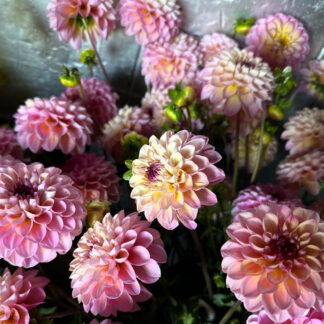 Dahlia "Wine Eyed Jill" 100 bulk tubers-SOLD OUT