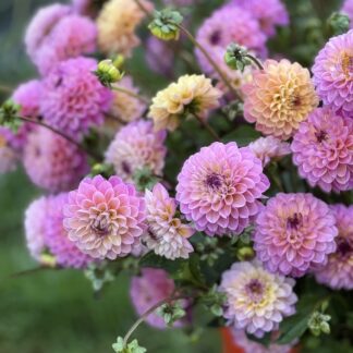 Dahlia "Wine Eyed Jill" 100 bulk tubers