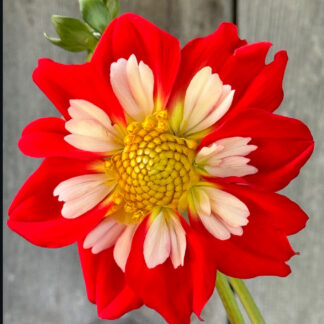 Dahlia "Wowie" 3 pack tubers