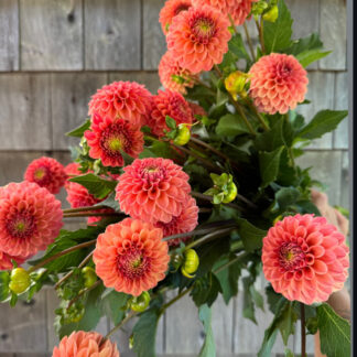 Dahlia "Rose Toscano" 100 bulk tubers