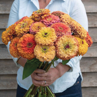 Zinnia "Aurora" 25 stem bulk COMING SOON