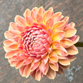 Dahlia "Valley Tawny" 3 pack tubers