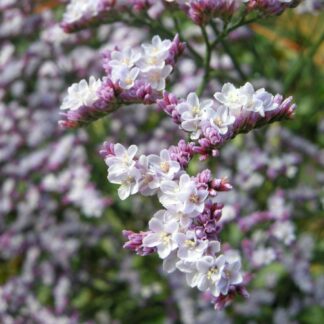 Limonium "Safora Lilac" 10 stem