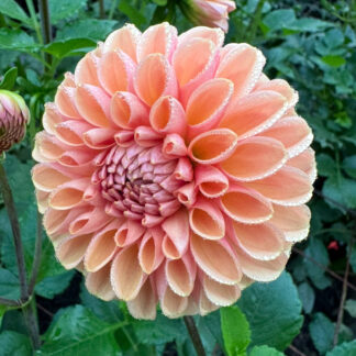 Dahlia "Valley Tawny" 3 pack tubers