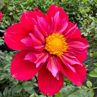 Dahlia "Pipsqueak" 3 pack tubers-SOLD OUT