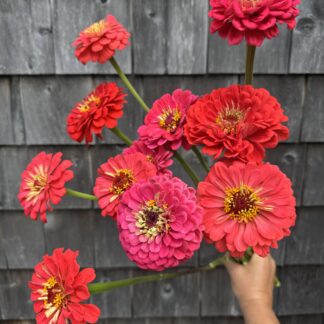 Zinnia "Giant Coral" 25 stem-VERY SATURATED AND BRIGHT