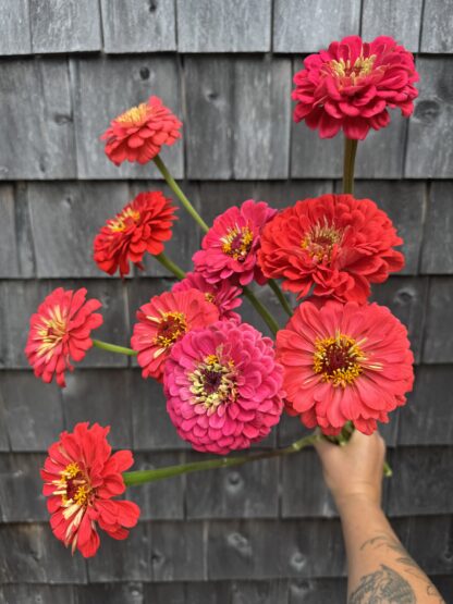 Zinnia "Giant Coral" 25 stem-VERY SATURATED AND BRIGHT