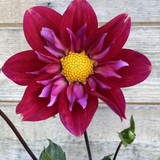 Dahlia "Pipsqueak" 3 pack tubers