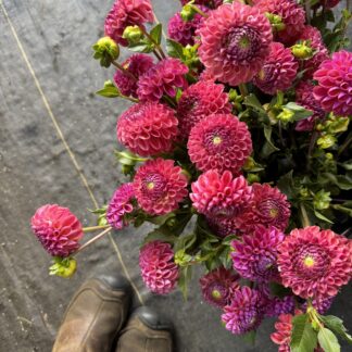 Dahlia "Caitlins joy" 25 tuber bulk