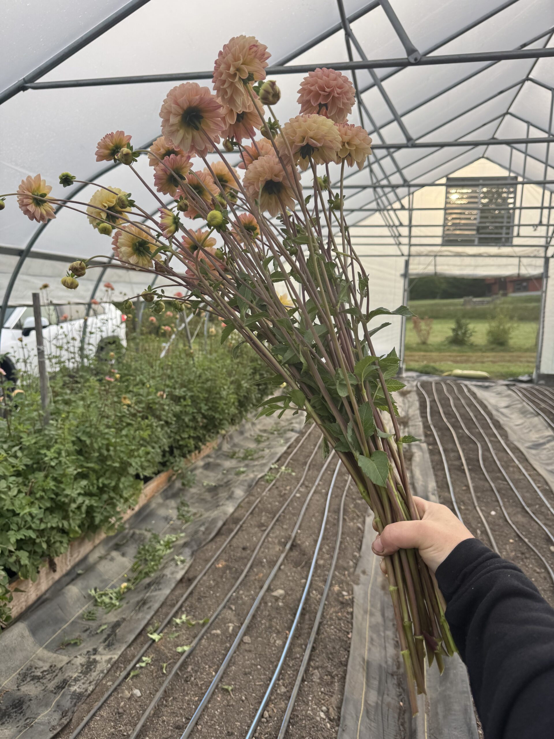 Dahlia "Yellow Wine Eyed Jill" 3 pack tubers - Image 2