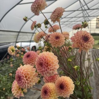 Dahlia "Yellow Wine Eyed Jill" 3 pack tubers