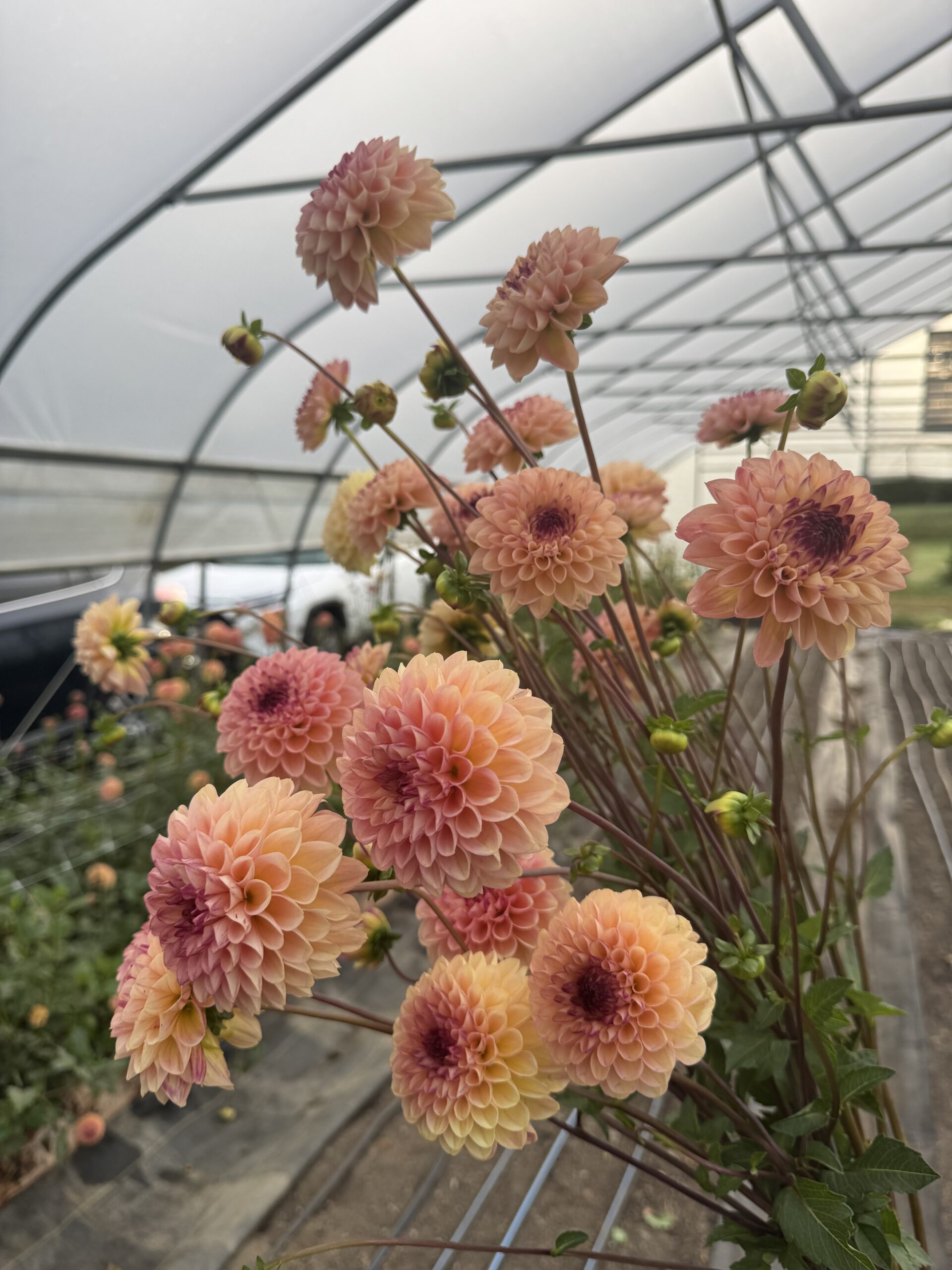 Dahlia "Yellow Wine Eyed Jill" 3 pack tubers