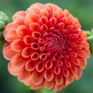 Dahlia "Valley Rust Bucket" 3 pack tubers