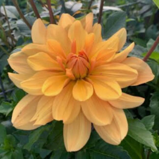 Dahlia "Andrew Charles" 3 pack tubers