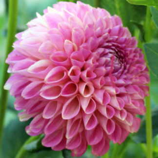 Dahlia "Skipley Lois Jean" 3 pack tubers