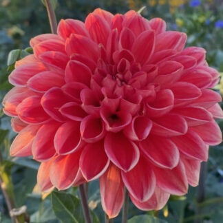 Dahlia "Tempest" 3 pack tuber