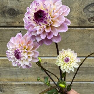 Dahlia "Wine Eyed Jill" 25 tuber bulk