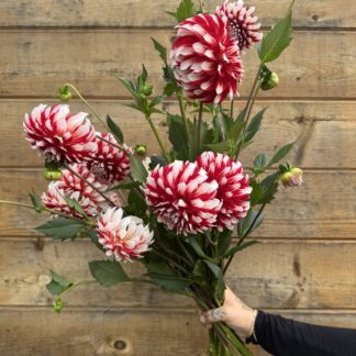 Dahlia "Myrtle Brandy" 3 pack tubers