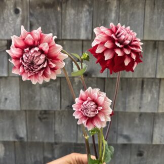 Dahlia "Fancy Santa" 3 pack tubers
