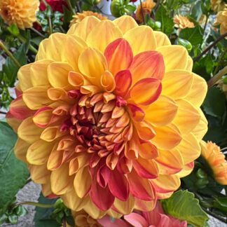 Dahlia "Verkist Festival" 3 pack tuber