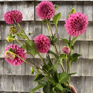 Dahlia "Lavadandy" 3 pack tubers