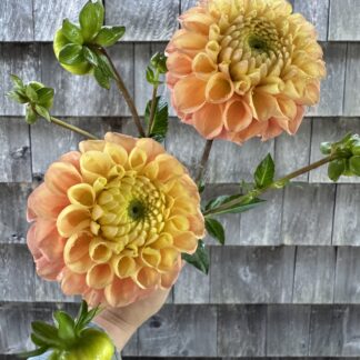 Dahlia "Oh Honey" 3 pack tubers