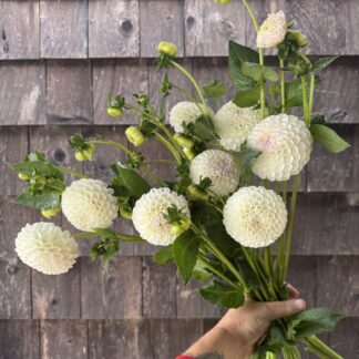 Dahlia "Holly Hill Miss White" 3 pack tubers