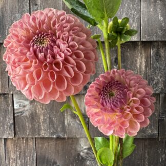 Dahlia "Clearview Peachy" 3 pack tubers