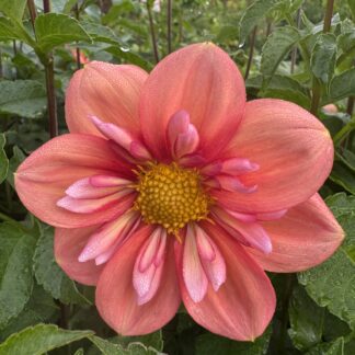 Dahlia "Giggles" 3 pack tubers