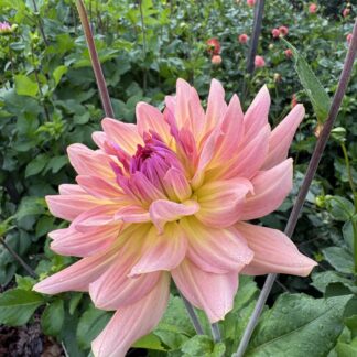 Dahlia "Dreamcatcher" 3 pack tubers