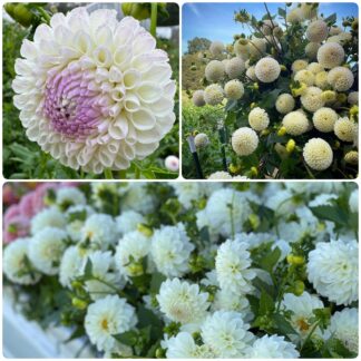 High Production White Mixer-4 tubers