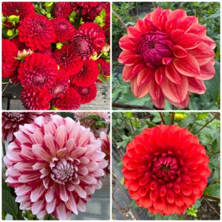 Red Rockets Mixer-4 tubers