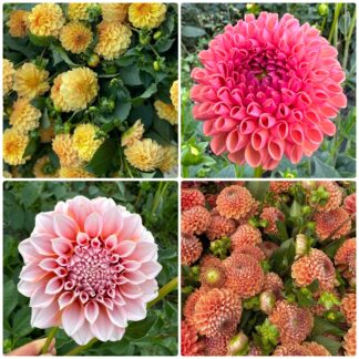 Goldie Dawn Mixer-4 tubers